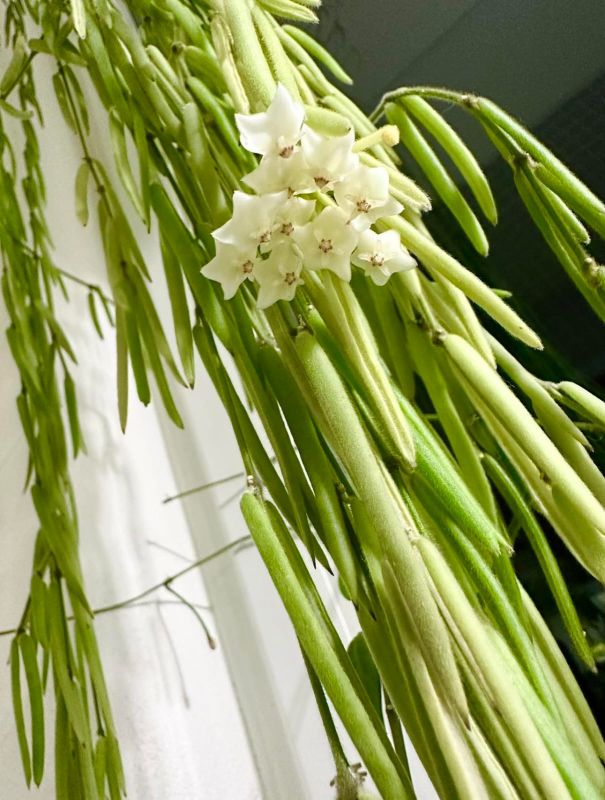 Hoya linearis