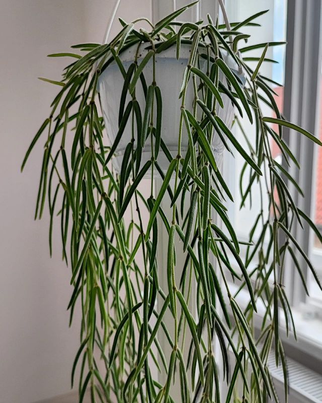 Hoya linearis