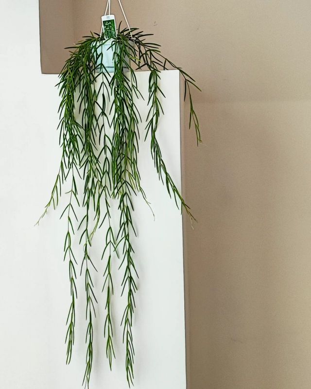 Hoya linearis