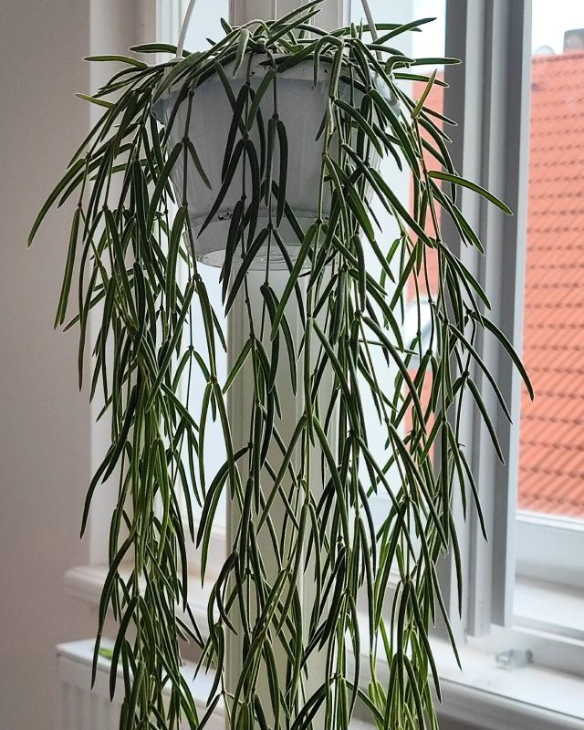 Hoya linearis