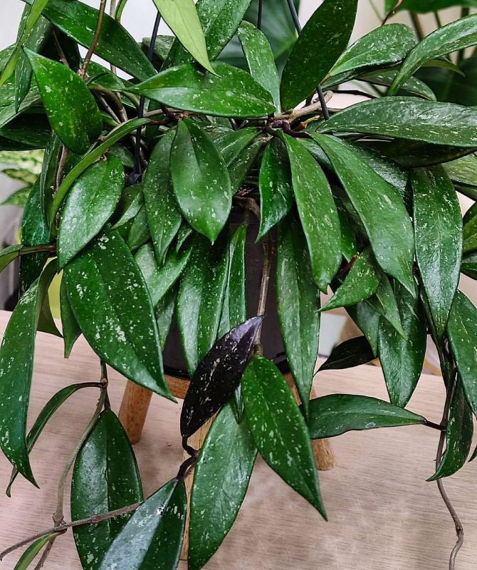 Hoya pubicalyx 'Royal Hawaian Purple' leaves.