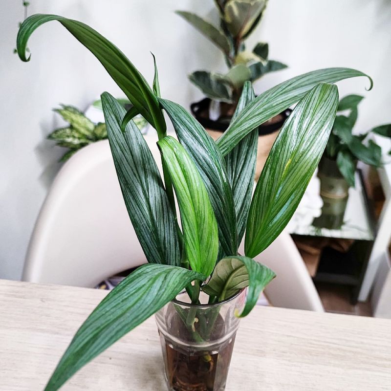 Epipremnum amplissimum Silver stripe řízek