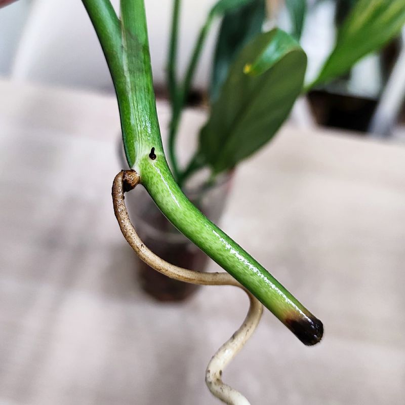 Epipremnum amplissimum Silver stripe řízek