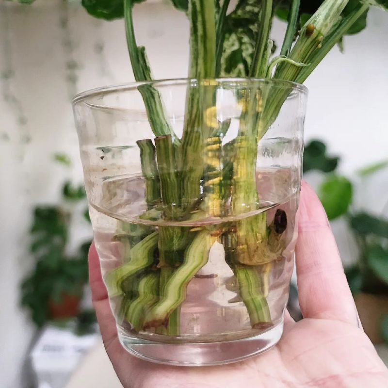 Syngonium Mojito řízek