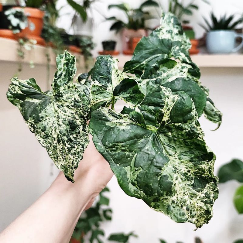Syngonium Mojito řízek
