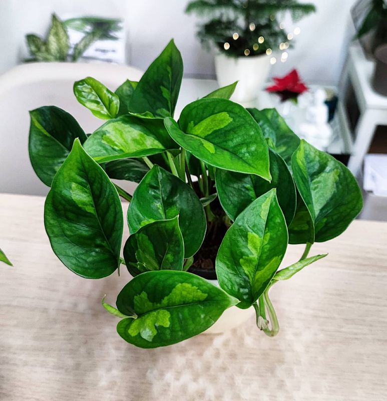 Epipremnum aureum Global green