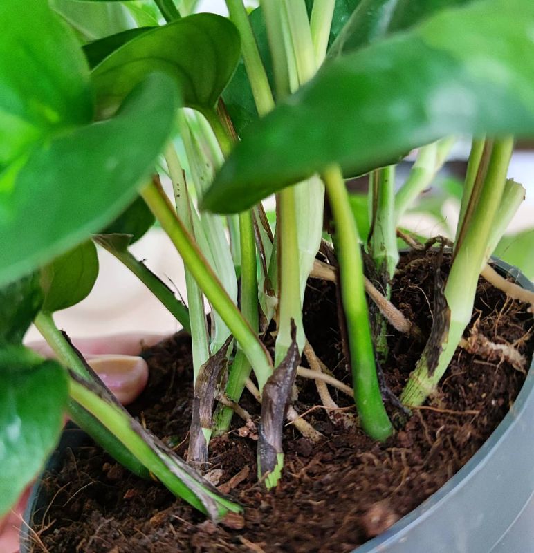 Epipremnum aureum Global green