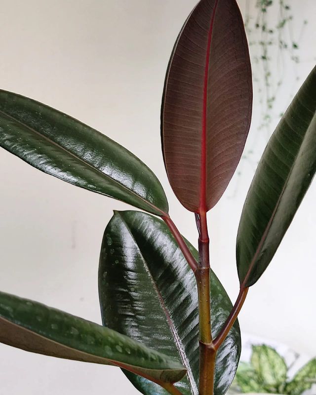 Ficus elastika Abidjan