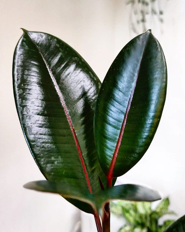 Ficus elastika Abidjan