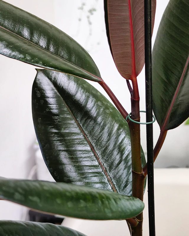 Ficus elastika Abidjan
