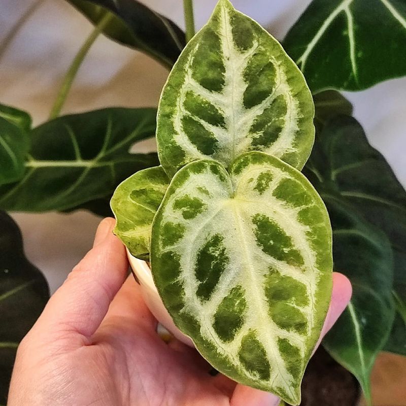 Anthurium Crystallinum Silver Blush Baby