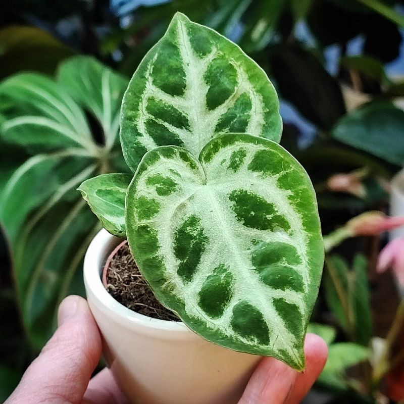 Anthurium Crystallinum Silver Blush Baby