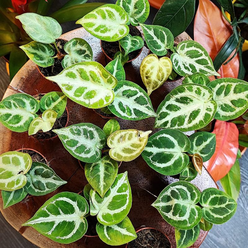 Anthurium Crystallinum Silver Blush Baby