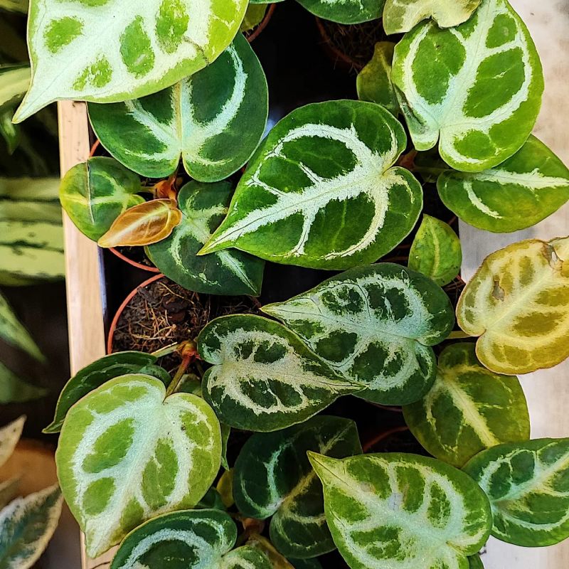 Anthurium Crystallinum Silver Blush Baby