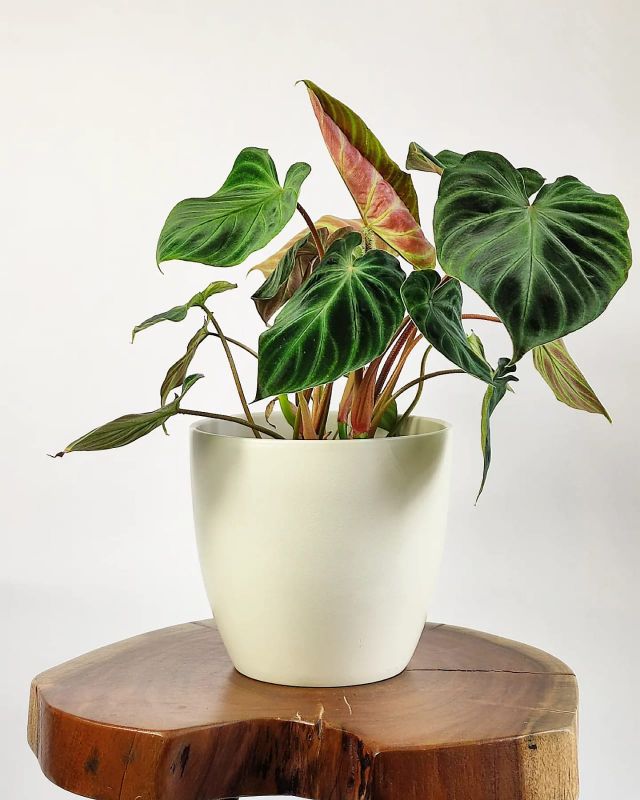 Philodendron verrucosum incensi