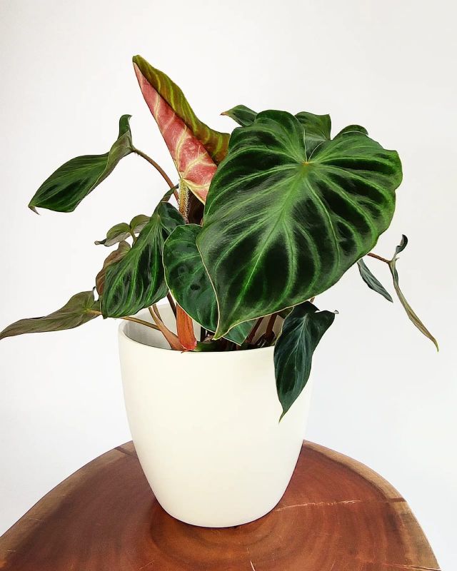Philodendron verrucosum incensi