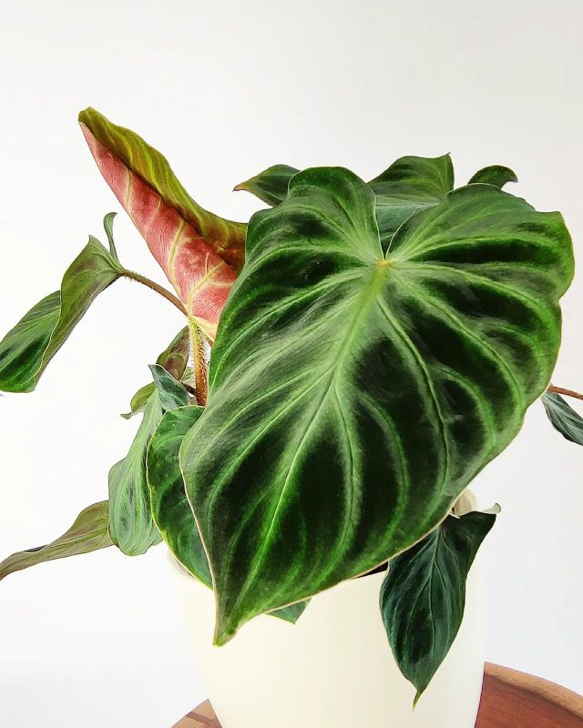 Philodendron verrucosum incensi