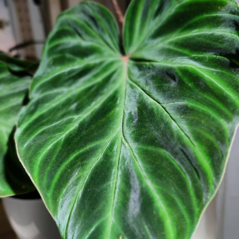 Philodendron verrucosum incensi