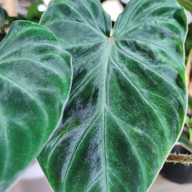 Philodendron verrucosum incensi
