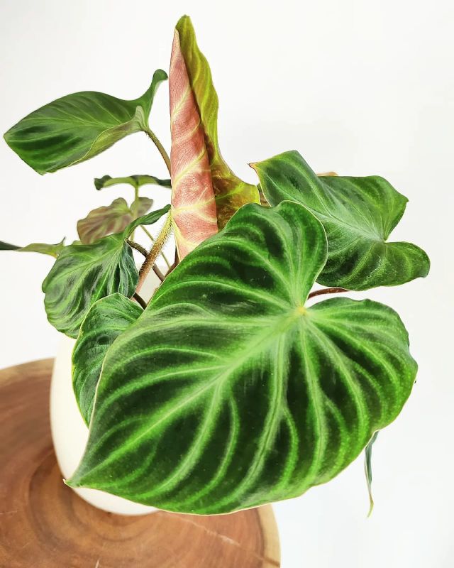 Philodendron verrucosum incensi