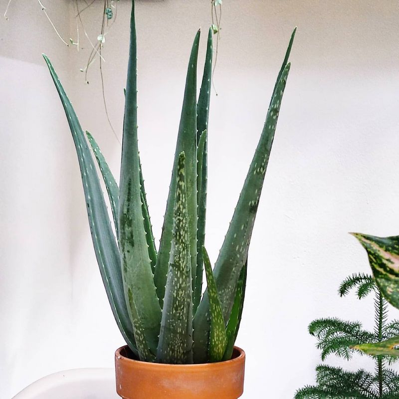 Aloe Vera