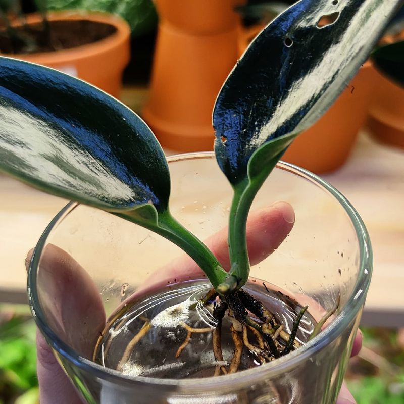 Scindapsus Dark Form řízek