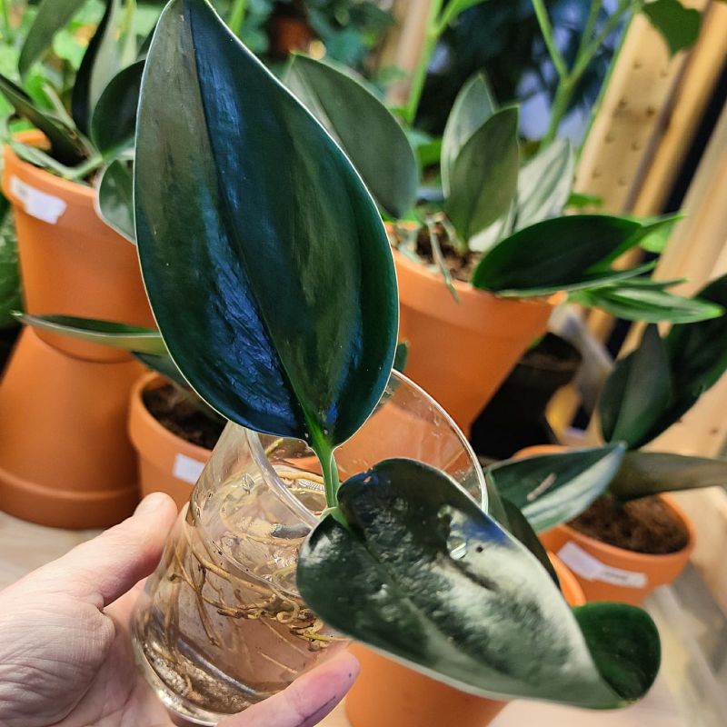 Scindapsus Dark Form řízek