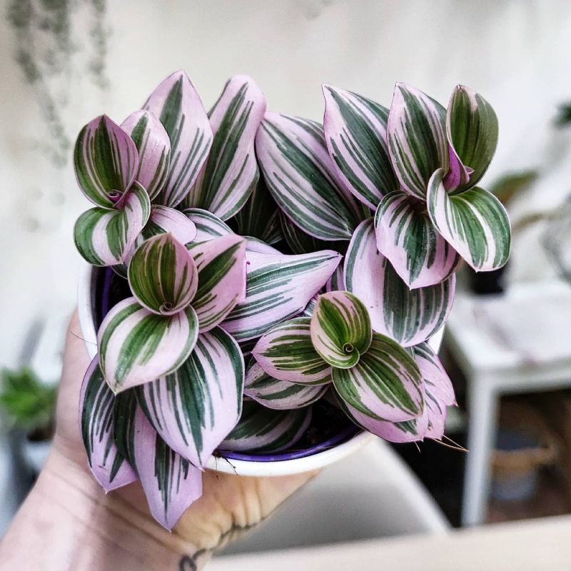Tradescantia Nanouk baby