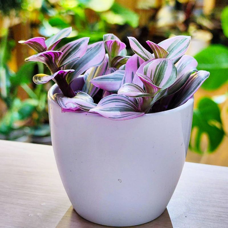 Tradescantia Nanouk baby