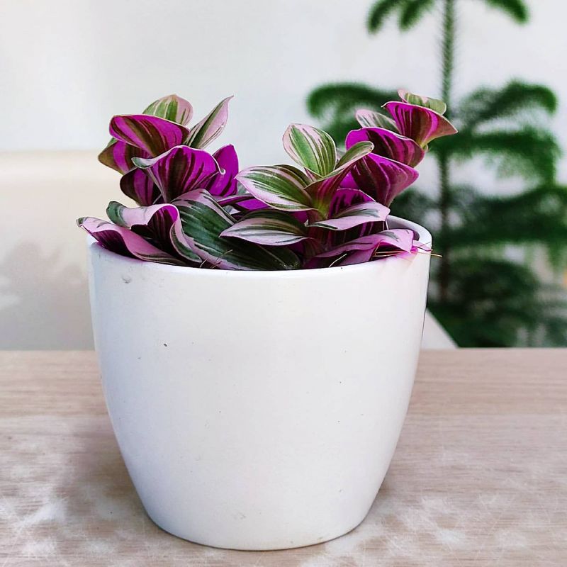 Tradescantia Nanouk baby