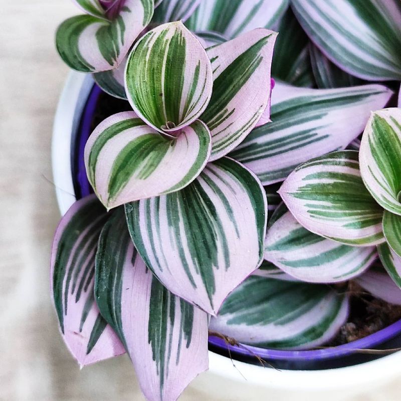 Tradescantia Nanouk baby