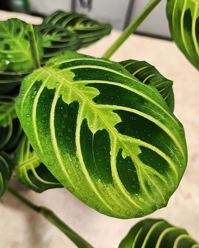 Maranta Lemon Lime