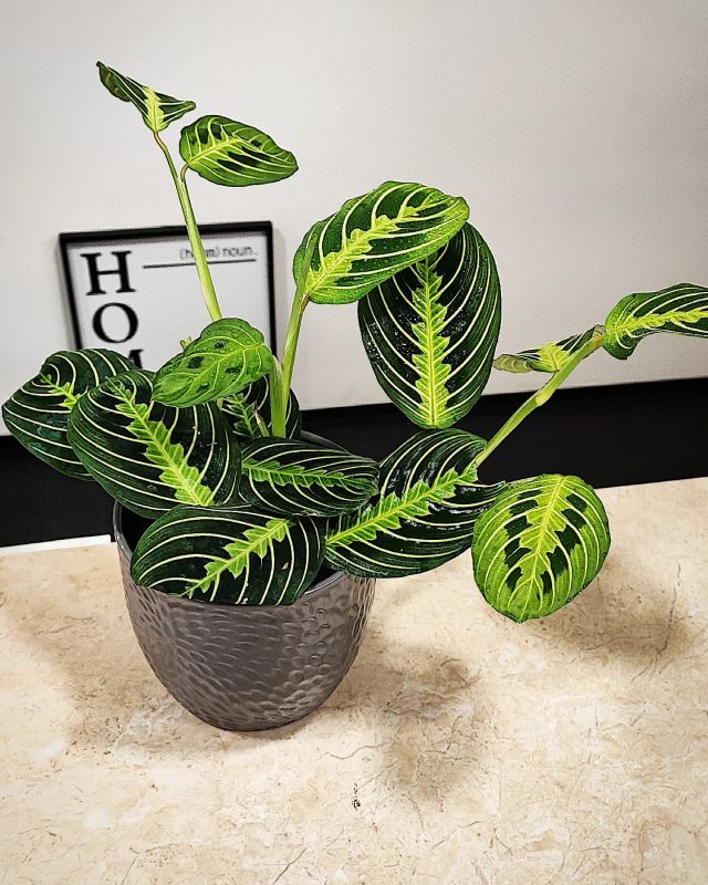 Maranta Lemon Lime