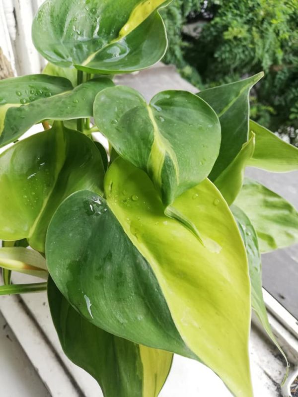 Philodendron scandens Brasil