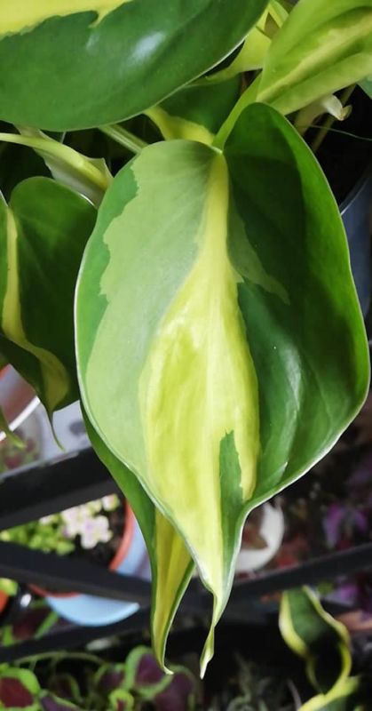 Philodendron scandens Brasil