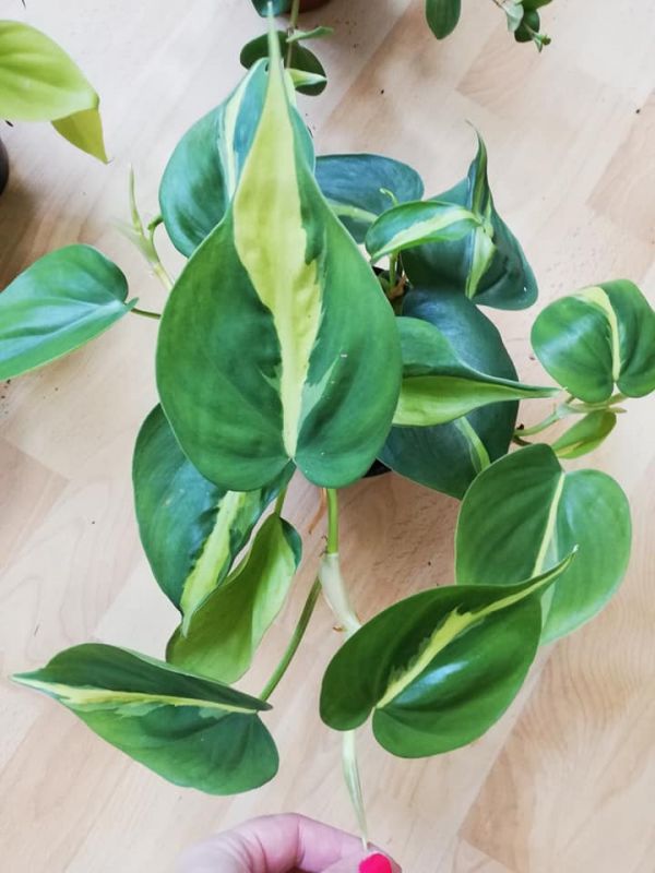Philodendron scandens Brasil