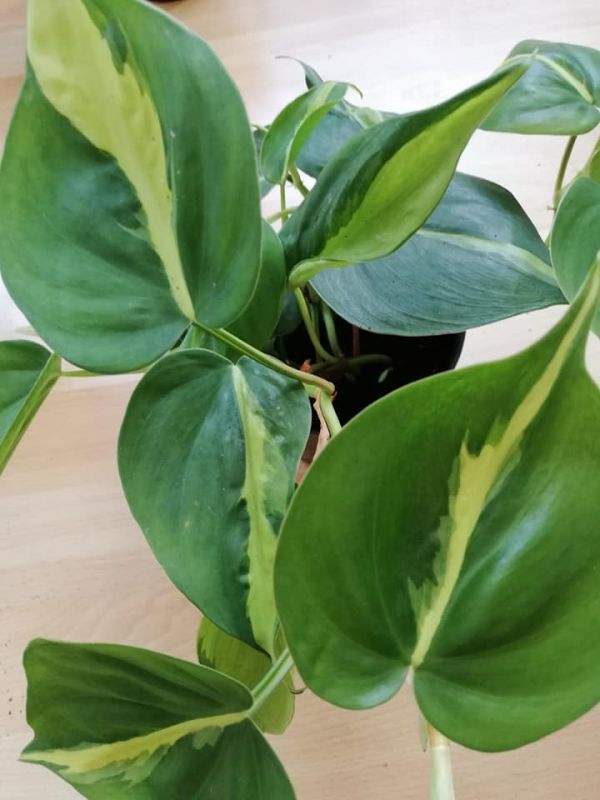 Philodendron scandens Brasil