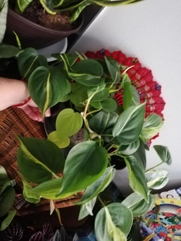 Philodendron scandens Brasil