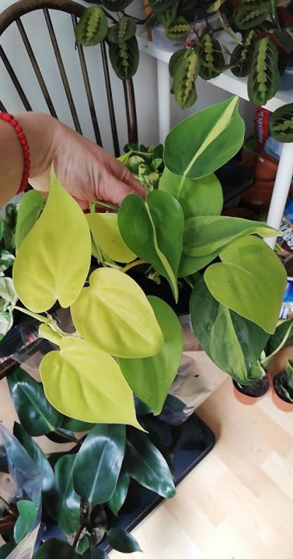 Philodendron scandens Brasil