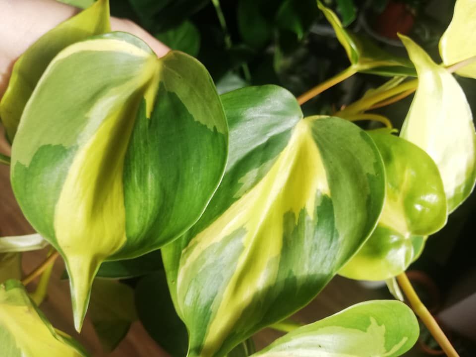 Philodendron scandens Brasil