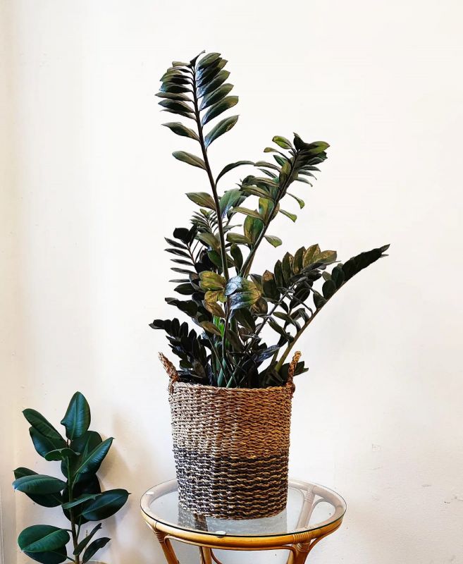 Zamioculcas Super Nova. Kulkas zamiolistý