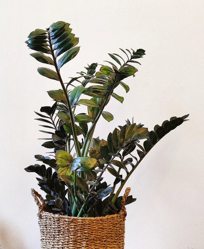 Zamioculcas Super Nova. Kulkas zamiolistý