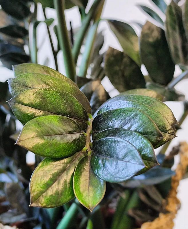 Zamioculcas Super Nova. Kulkas zamiolistý