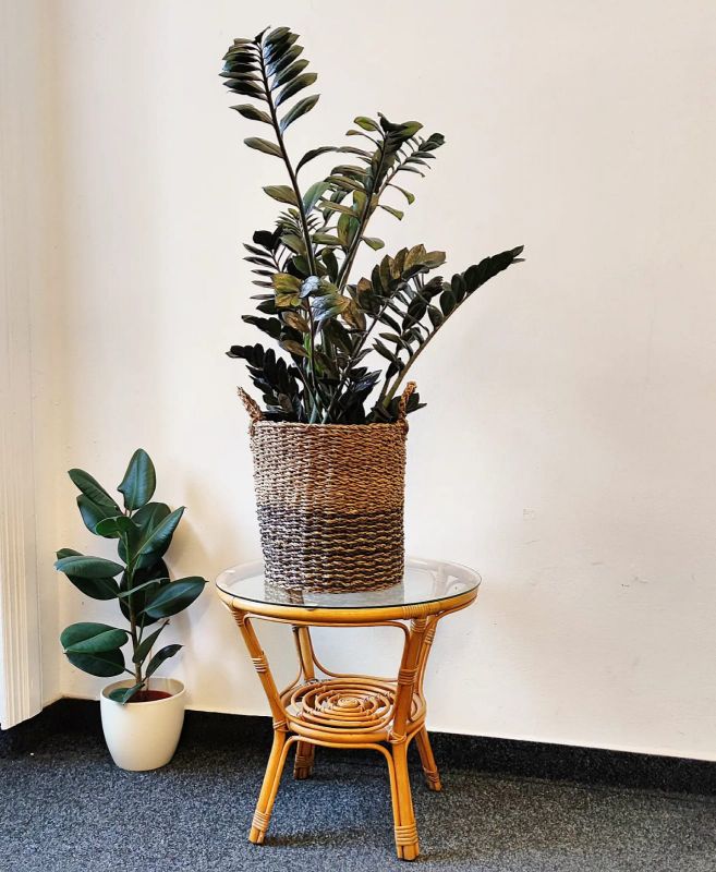 Zamioculcas Super Nova. Kulkas zamiolistý