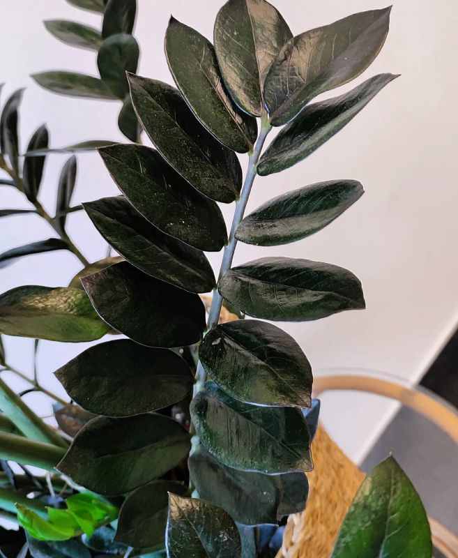 Zamioculcas Super Nova. Kulkas zamiolistý
