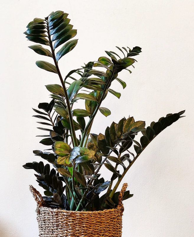 Zamioculcas Super Nova. Kulkas zamiolistý