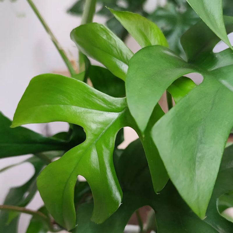 Rhaphidophora tetrasperma