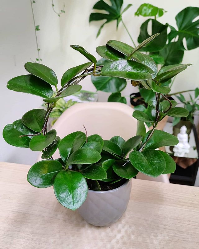 Hoya Australis Rubicola