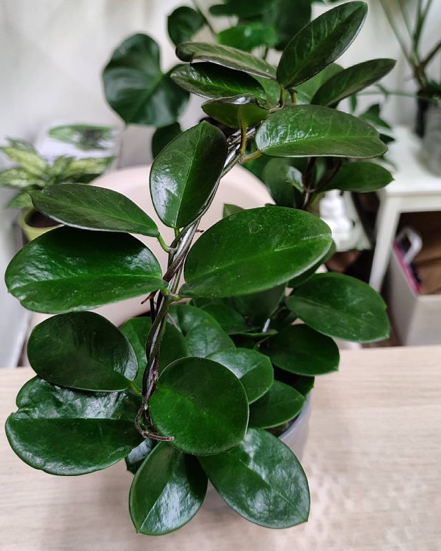 Hoya Australis Rubicola