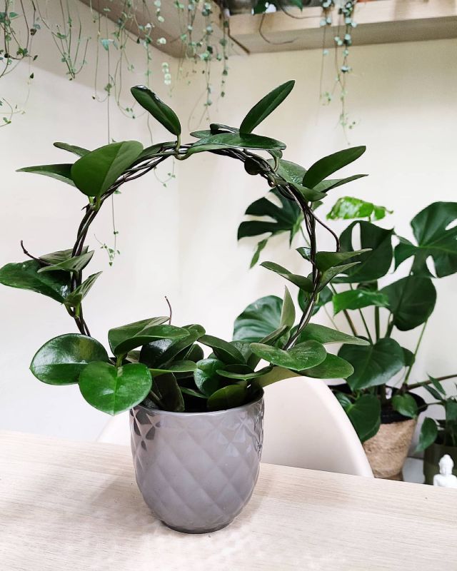 Hoya Australis Rubicola